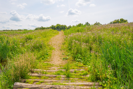 Path through wetland in sunlight in summerの写真素材