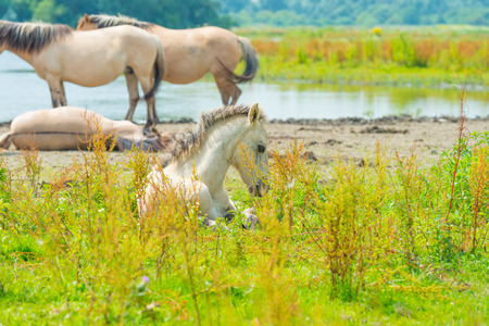 Horses along the shore of a lake in summerの写真素材