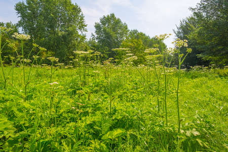 Trees and wildflowers in a meadow in summer