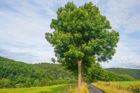 Hills of the Eifel National Park in summer