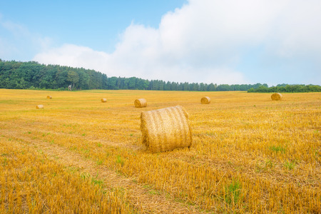 Hills of the Eifel National Park in summer