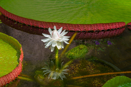 Water lilie flowering in shallow waterの写真素材