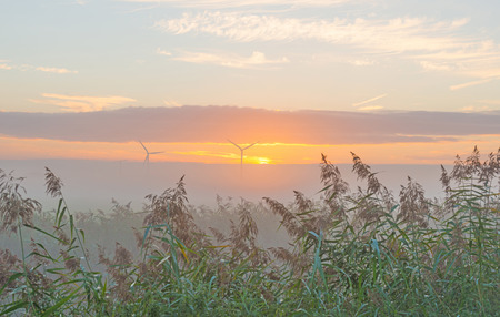 Wind turbine in a field at sunrise in summer