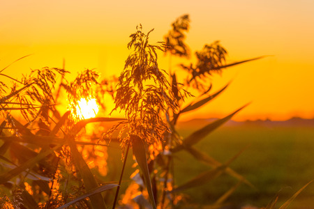 Reed in a field at sunrise in autumnの写真素材