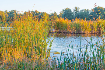 Shore of a lake at sunrise in autumn