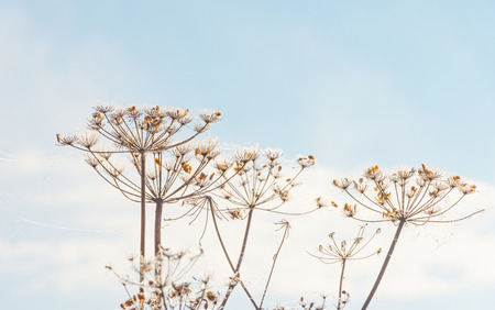 Wildflowers in the light of sunrise in autumnの写真素材