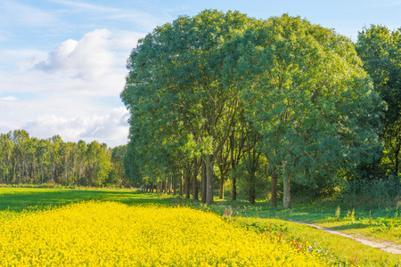 Row of trees along a field with flowersの写真素材