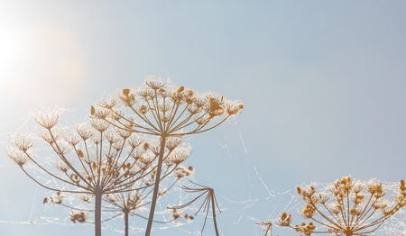 Wildflowers in the light of sunrise in autumnの写真素材