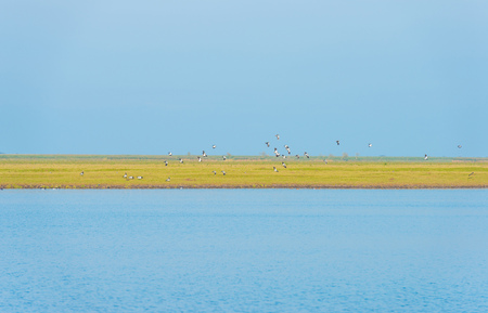 Birds along the shore of a lake
