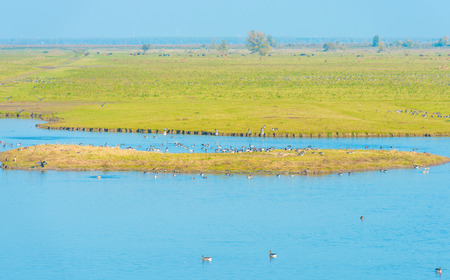 Birds along the shore of a lakeの写真素材