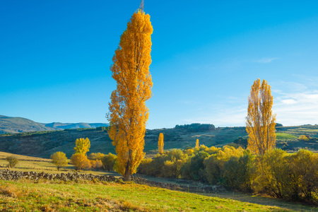 Trees in yellow autumn colors in sunlightの写真素材