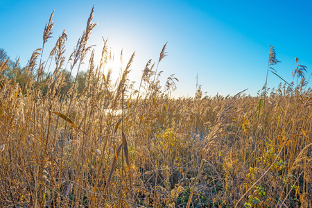 Shore of a frozen lake in sunlight in autumn