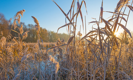 Shore of a frozen lake in sunlight in autumn