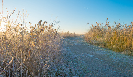 Path through a frozen field at sunrise in autumnの写真素材