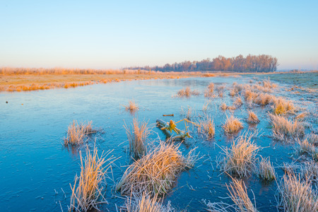 Shore of a frozen lake in sunlight in winterの写真素材