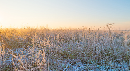 Wildflowers with hoarfrost at sunrise in winterの写真素材