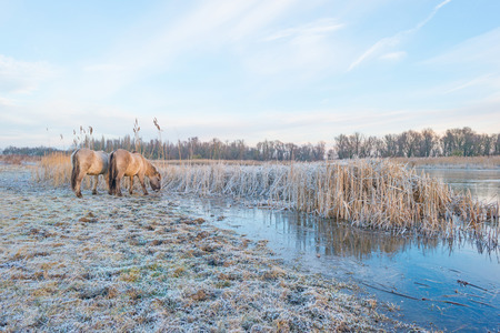 Horses along the shore of a frozen lake at sunrise in winterの写真素材