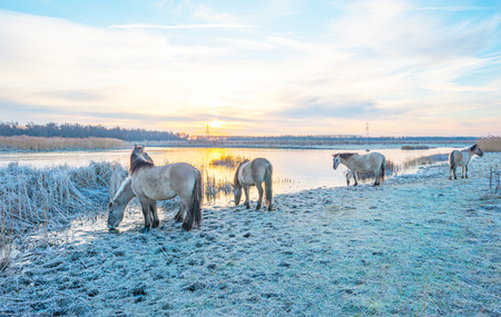 Horses along the shore of a frozen lake at sunrise in winterの写真素材