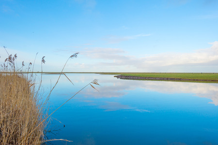 Shore of a lake in wetland in winter