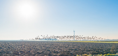 Birds flying in sunlight in winterの写真素材