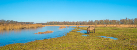 Horses along the shore of a frozen lakeの写真素材