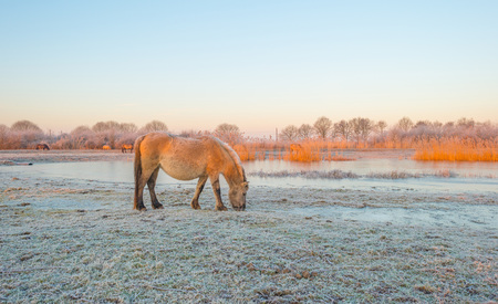Horse along the shore of a frozen lake at sunriseの写真素材