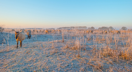Horses in frozen wetland at sunriseの写真素材