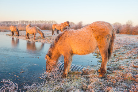 Horses along the shore of a frozen lake at sunriseの写真素材