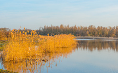 Shore of a lake in wetland at sunriseの写真素材