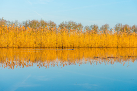 Shore of a lake in wetland at sunrise