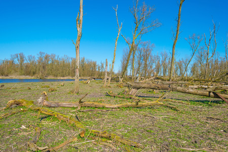 Shore of a lake in wetland in spring