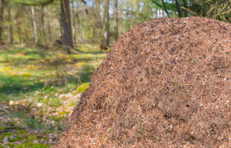 Ants nest in sunlight in springの写真素材