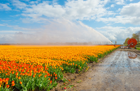 Field with tulips below a cloudy sky in springの写真素材