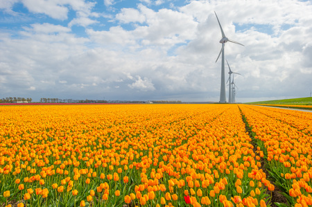 Field with tulips below a cloudy sky in spring