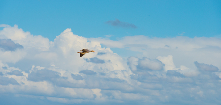 Goose flying in a blue cloudy sky in springの写真素材