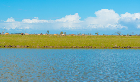 Horses along the shore of a lake in springの写真素材
