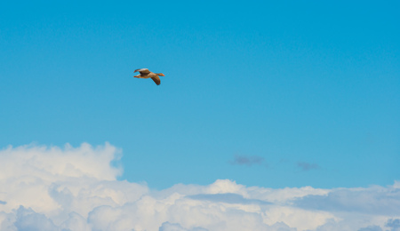 Goose flying in a blue cloudy sky in springの写真素材