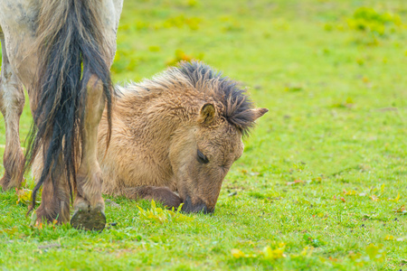 Foal in a meadow in wetland in springの写真素材