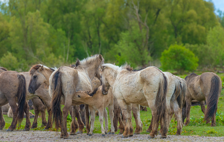 Horses in a meadow in wetland in spring