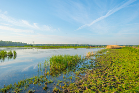Reed along the shore of a lake in wetland in spring at sunriseの写真素材