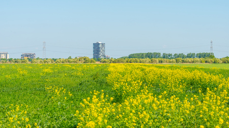Highrise on the horizon of a flowering fieldの写真素材