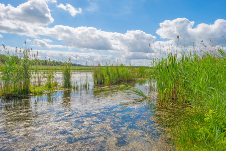 Shore of a lake in wetland in summer