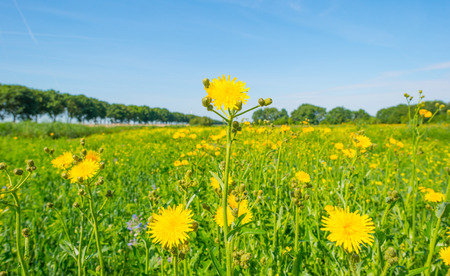 Trees and wildflowers in a field in summerの写真素材