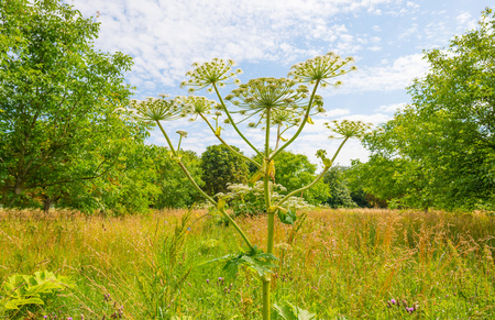 Giant hogweed in a field in sunlight in summer