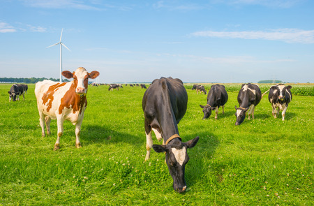 Cows grazing in a green meadow in summerの写真素材