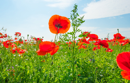 Poppies growing in a field in summerの写真素材