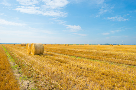 Large round straw bales in a field in summer