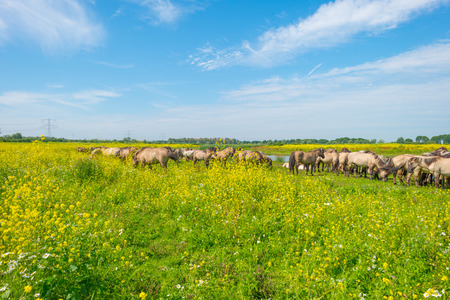 Feral horses along the shore of a lake in summerの写真素材