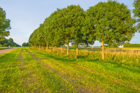 Trees lined along a road in sunlight in summerの写真素材
