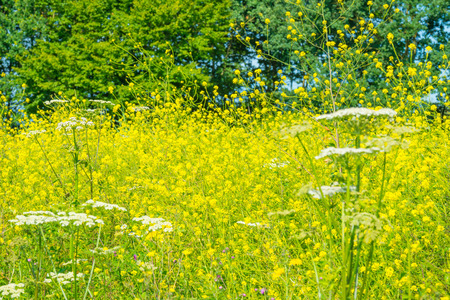 Wild flowers growing along a lake in summerの写真素材